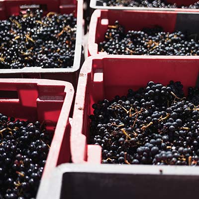 Domaine Zephyr vin du Beaujolais - 2