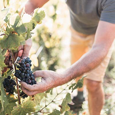 Domaine Zephyr vin du Beaujolais - 6